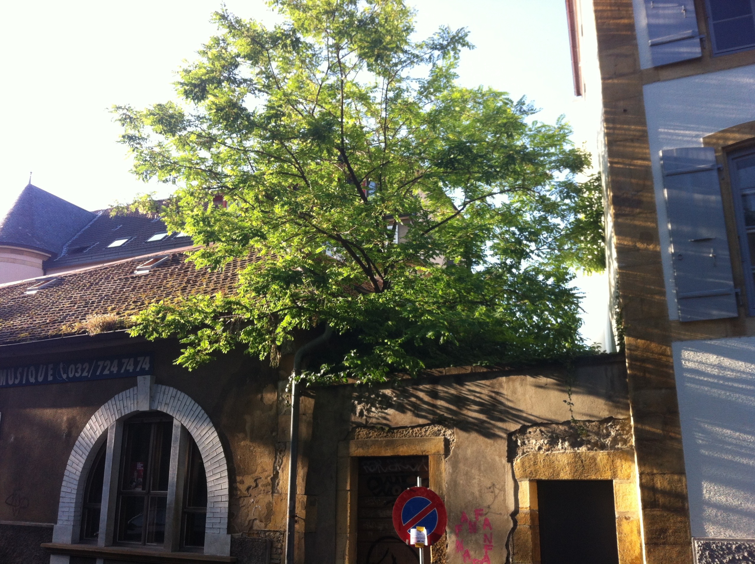 Arbre BBM 74